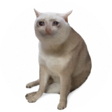 CASHCAT